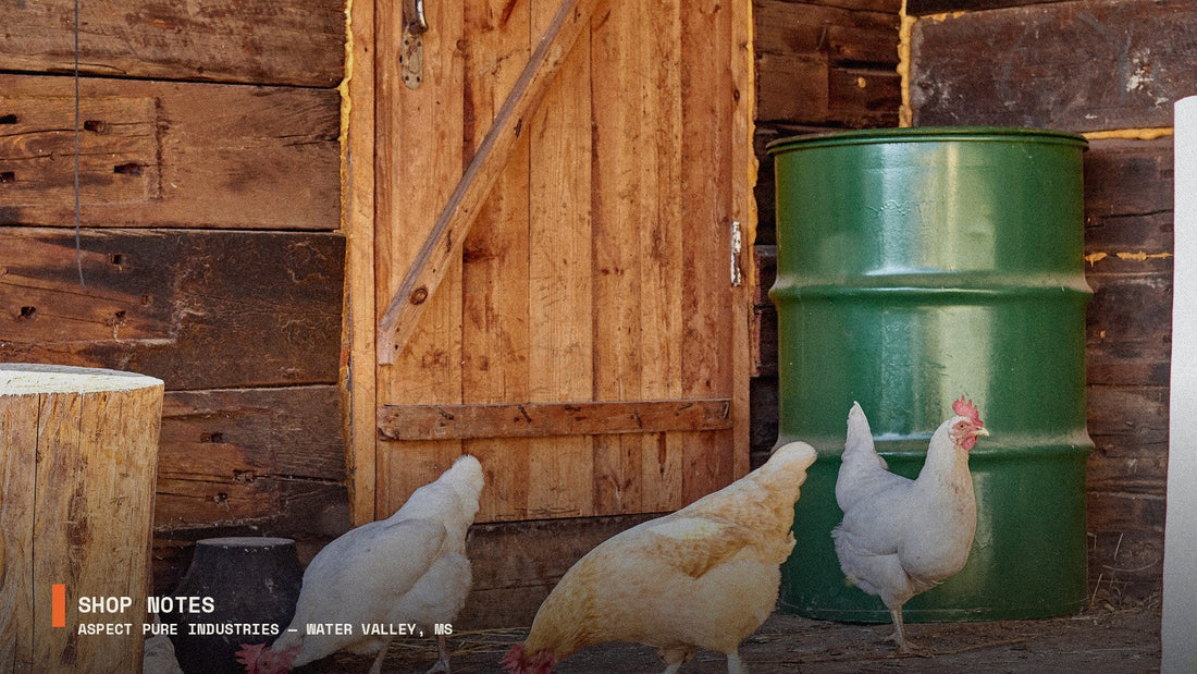 Chickens outside a backyard coop